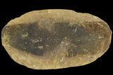 Fossil Neuropteris Seed Fern (Pos/Neg) - Mazon Creek #89917-2